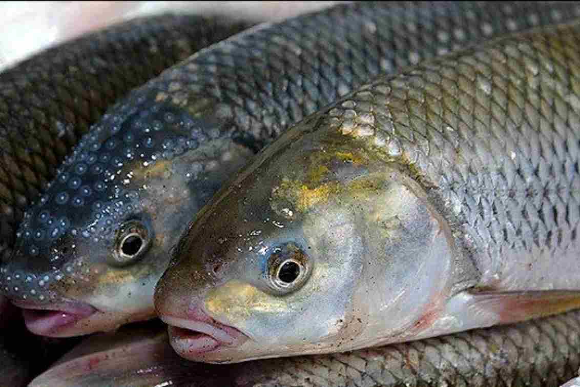 تصویر 1 از ماهی کپور بزرگ با وزن بالا و مناسب برش های درشت و مجلسی